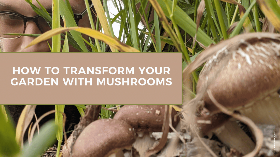 How to Transform Your Garden With Mushrooms