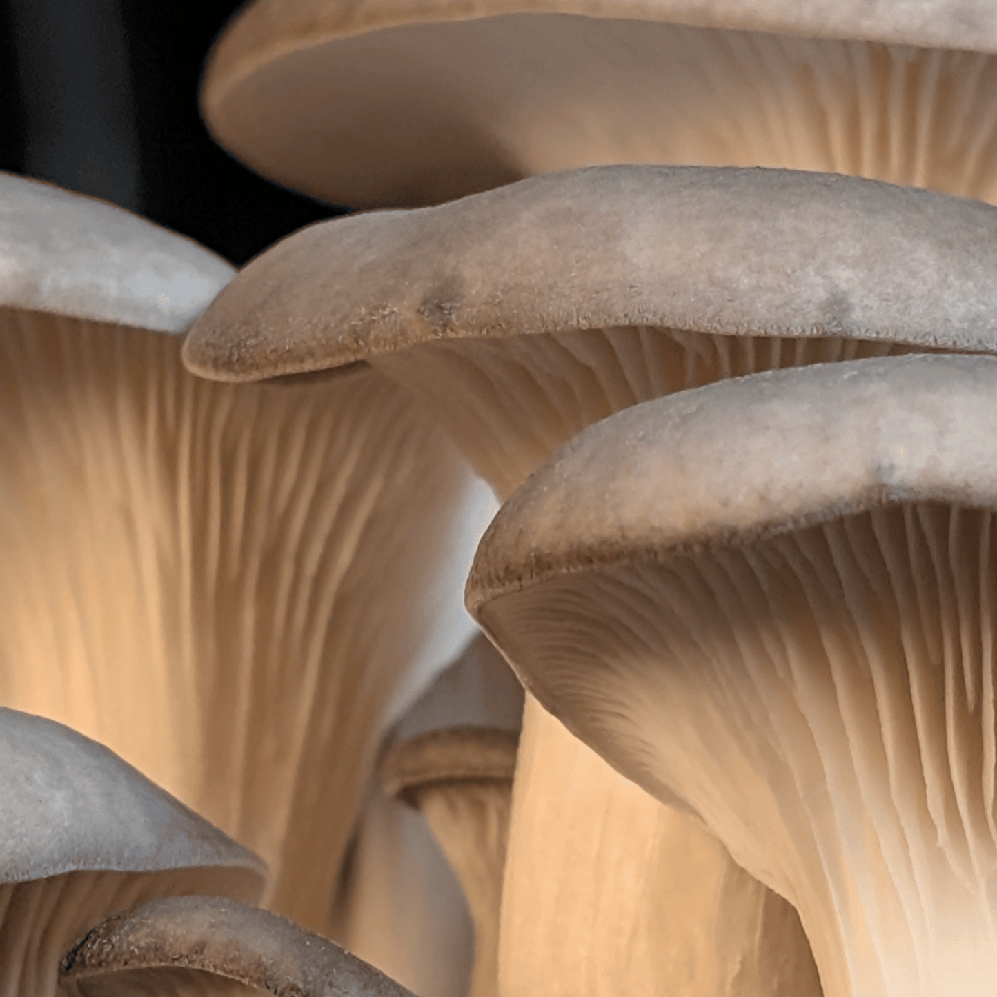 Fresh Oyster Mushrooms