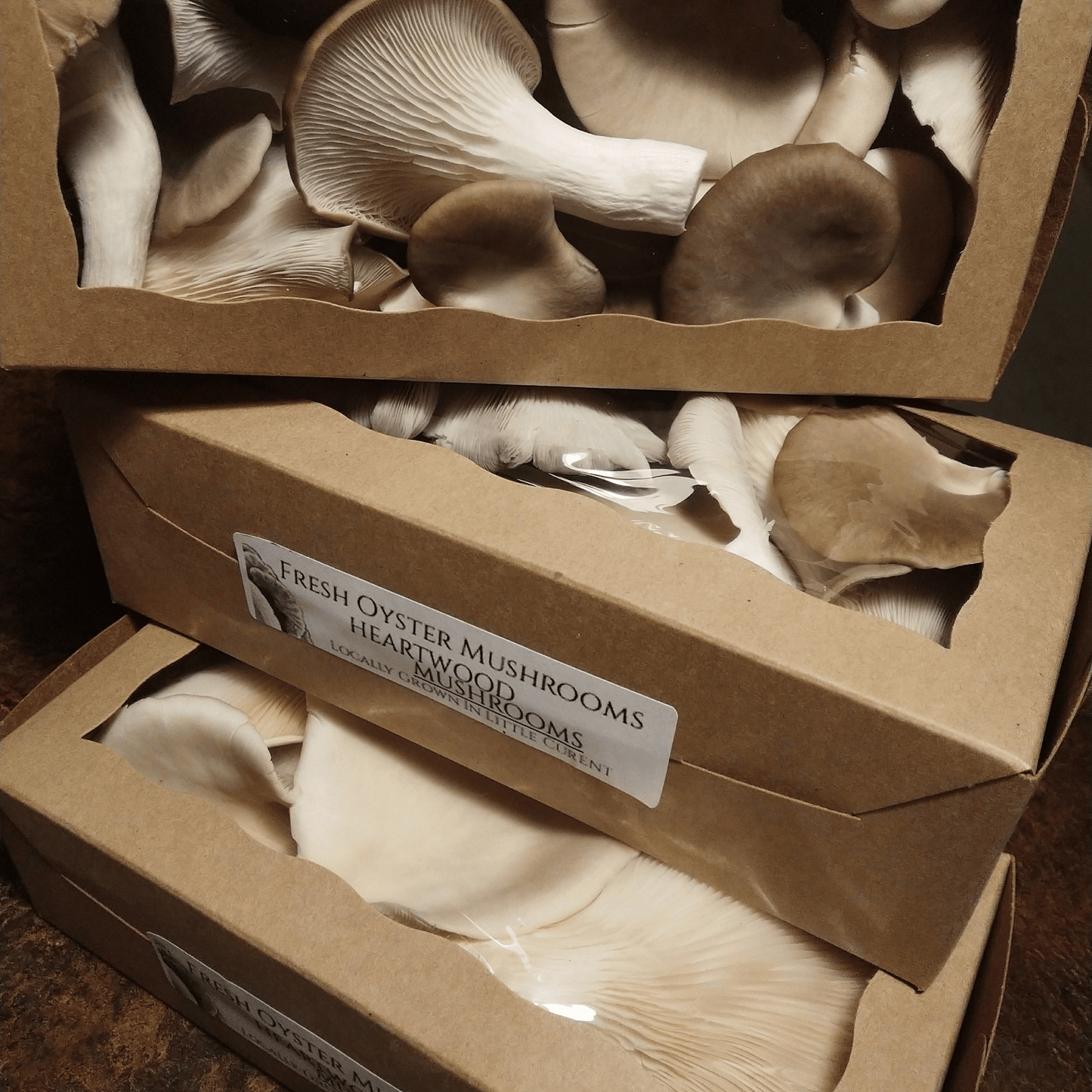 Fresh Oyster Mushrooms