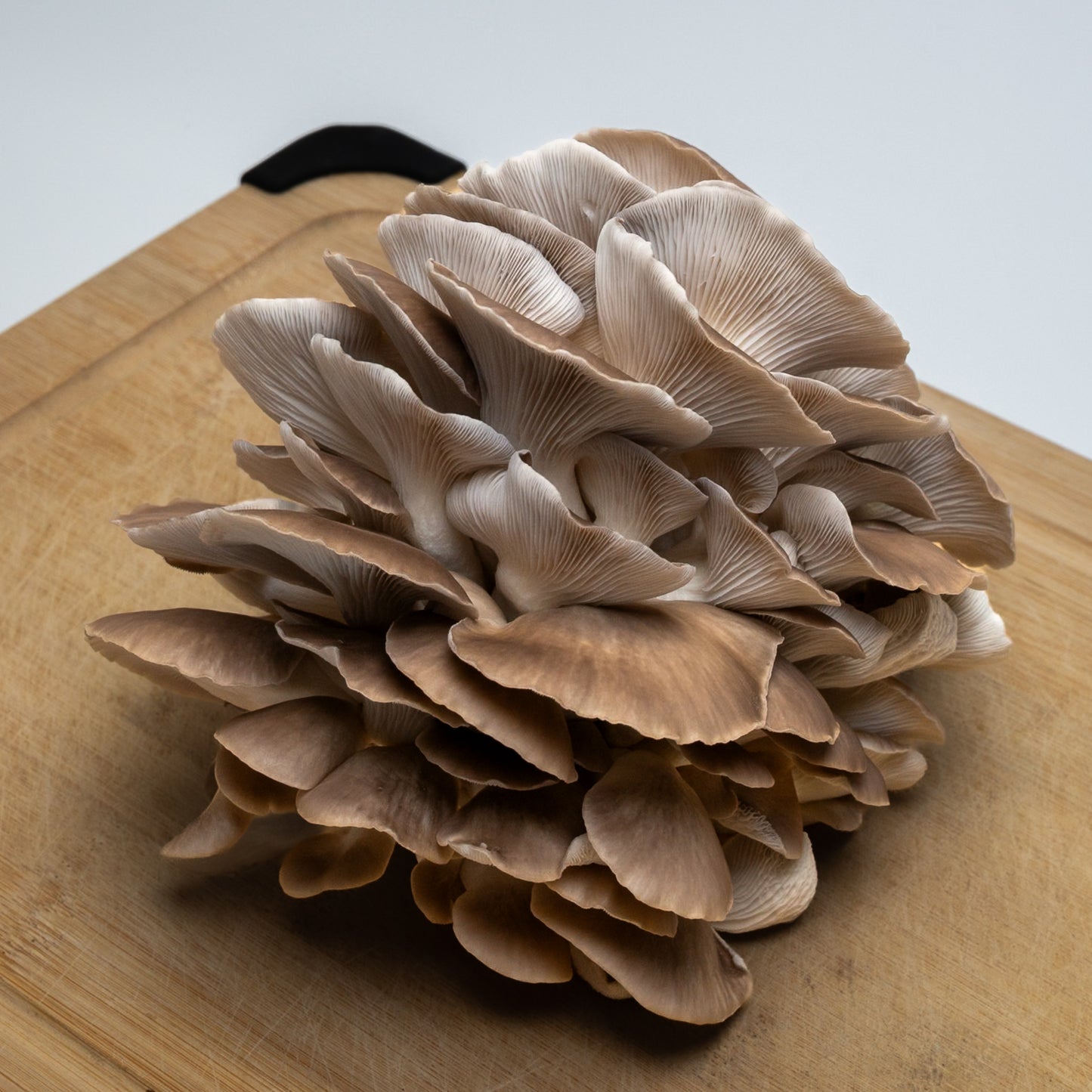 Fresh Oyster Mushrooms