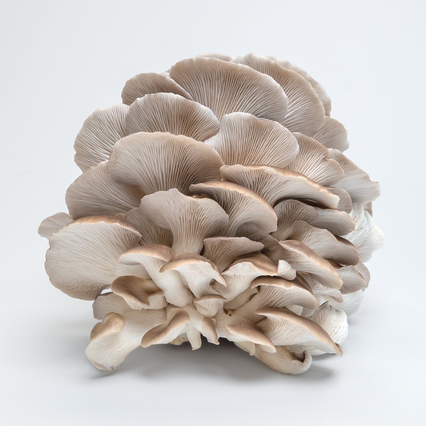 Fresh Oyster Mushrooms