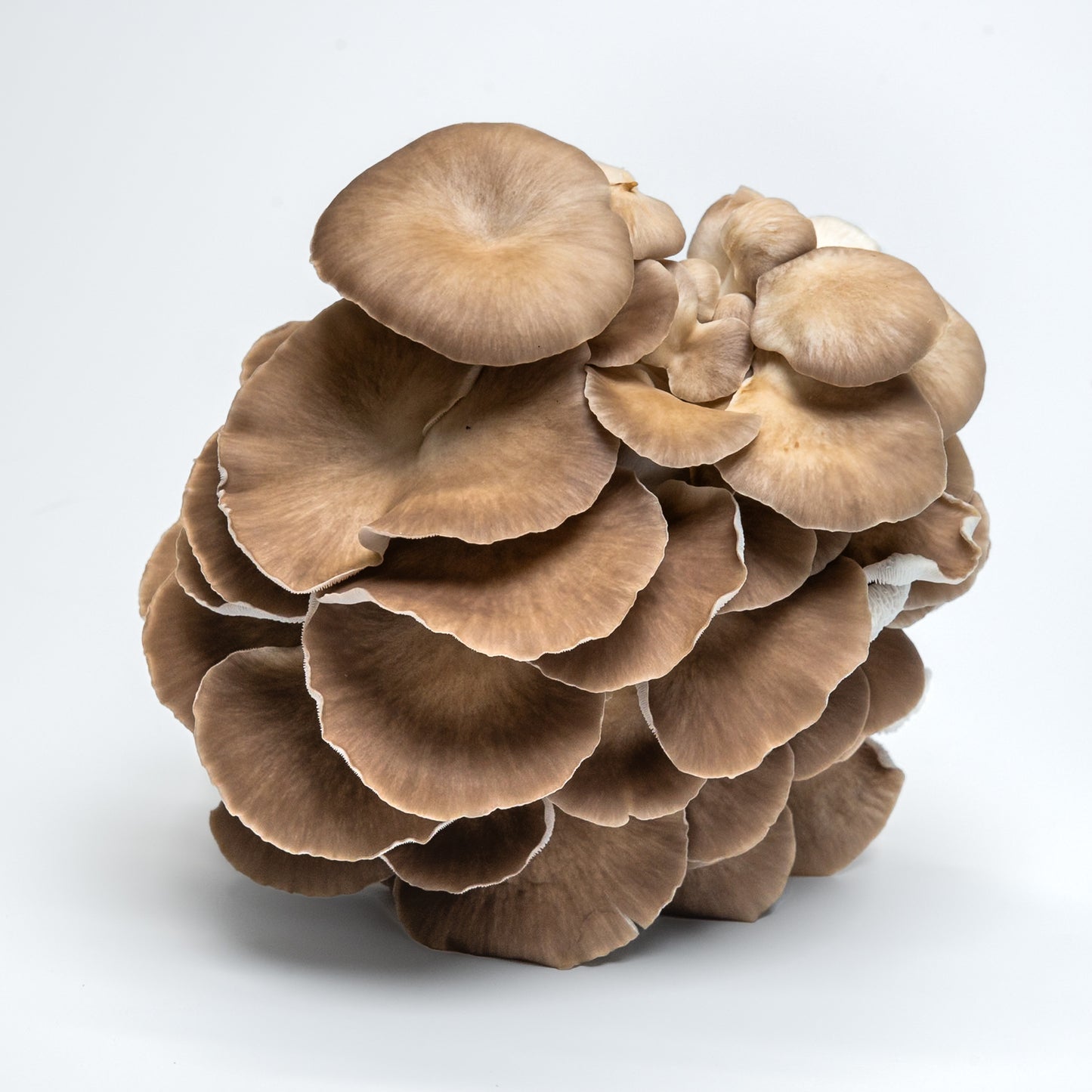 Fresh Oyster Mushrooms