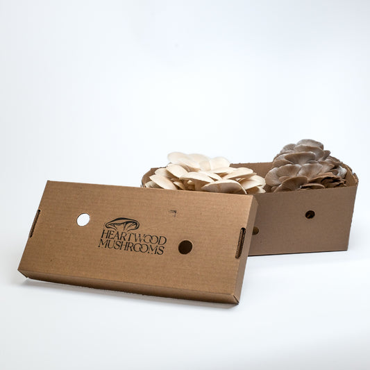 Fresh Oyster Mushrooms