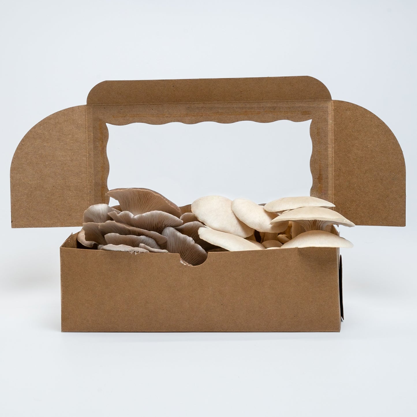 Fresh Oyster Mushrooms