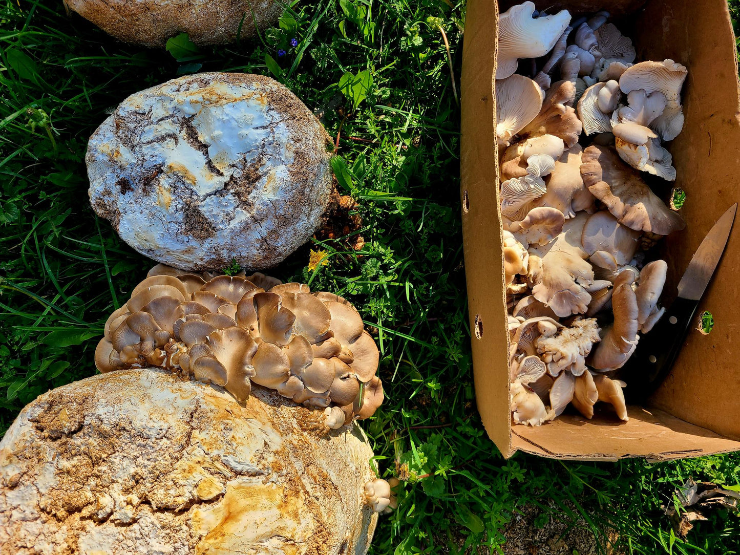 Garden Booster Block