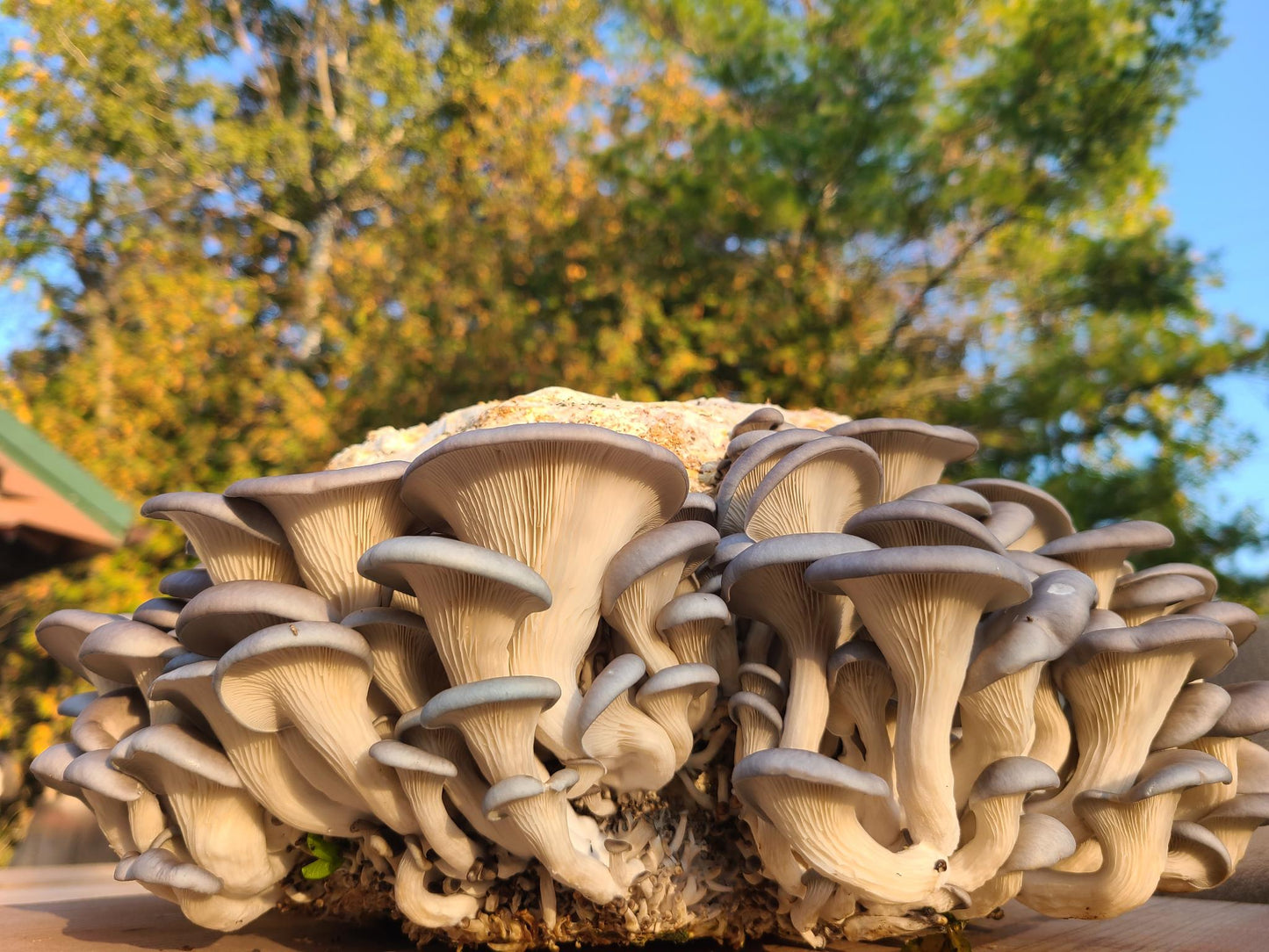 Garden Booster Block