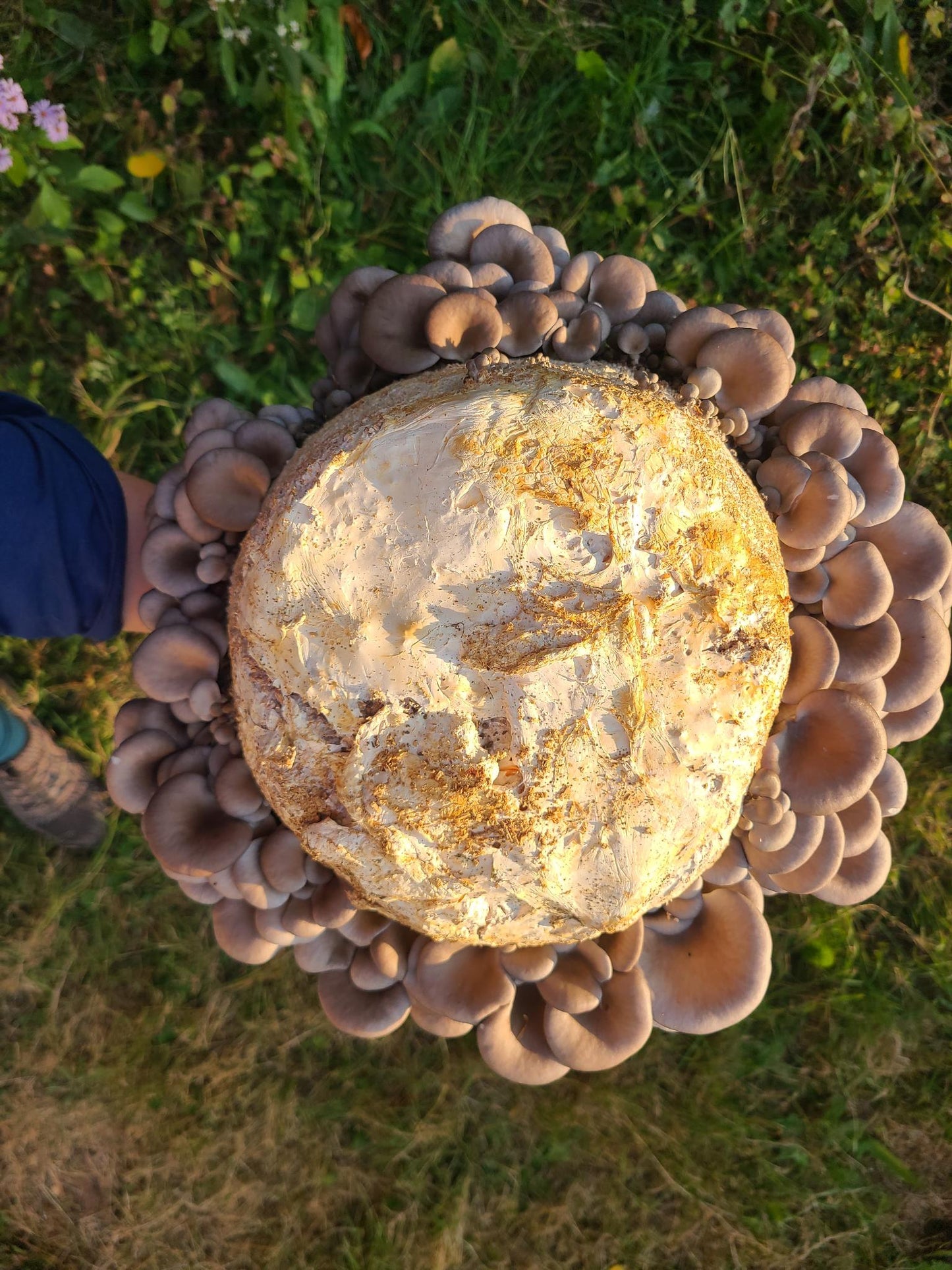 Garden Booster Block