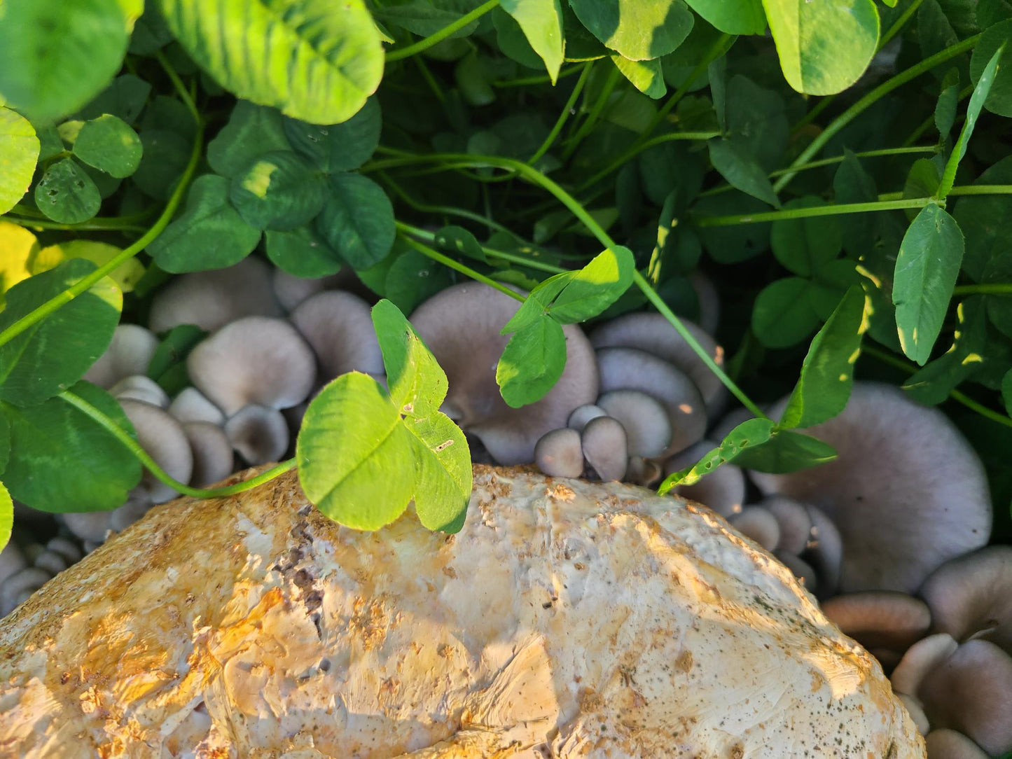 Garden Booster Block