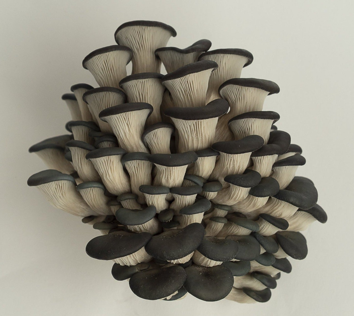 Blue Oyster Mushroom Grow Kit