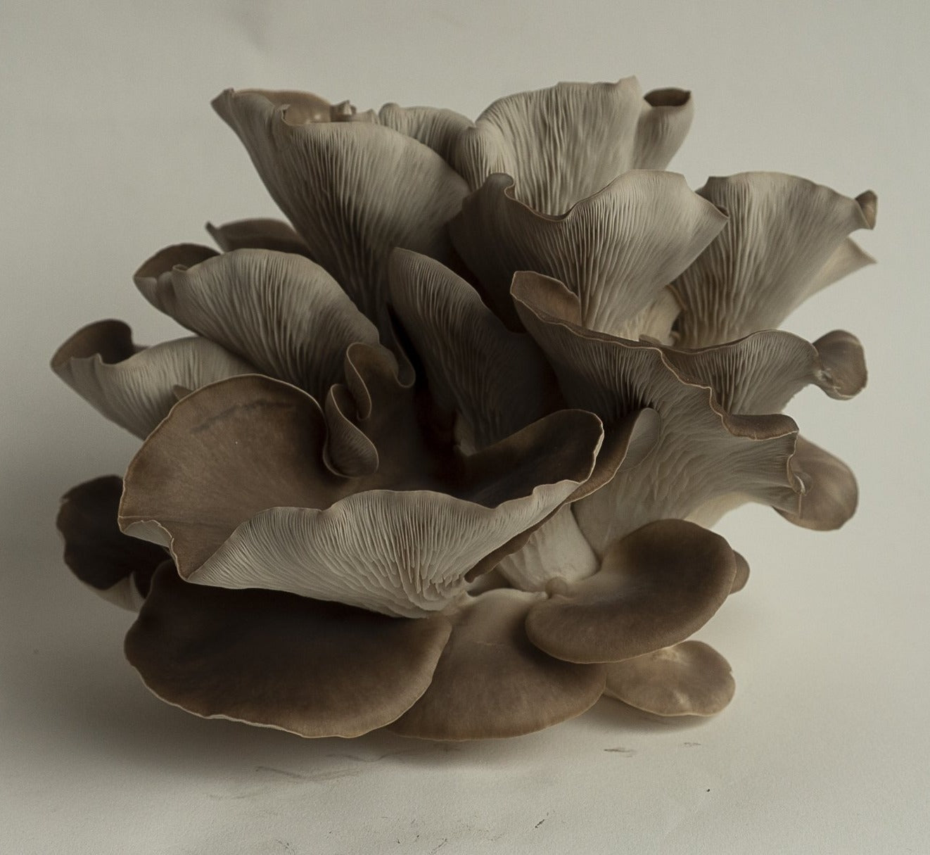 Phoenix Oyster Mushroom Grow Kit