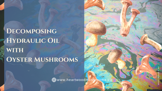 Decomposing Hydraulic Oil with Oyster Mushrooms | Part 1