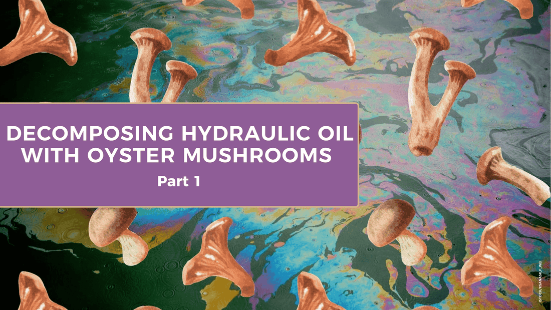 Decomposing Hydraulic Oil with Oyster Mushrooms | Part 1