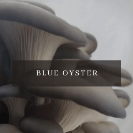 Blue Oyster Mushroom Grow Kit