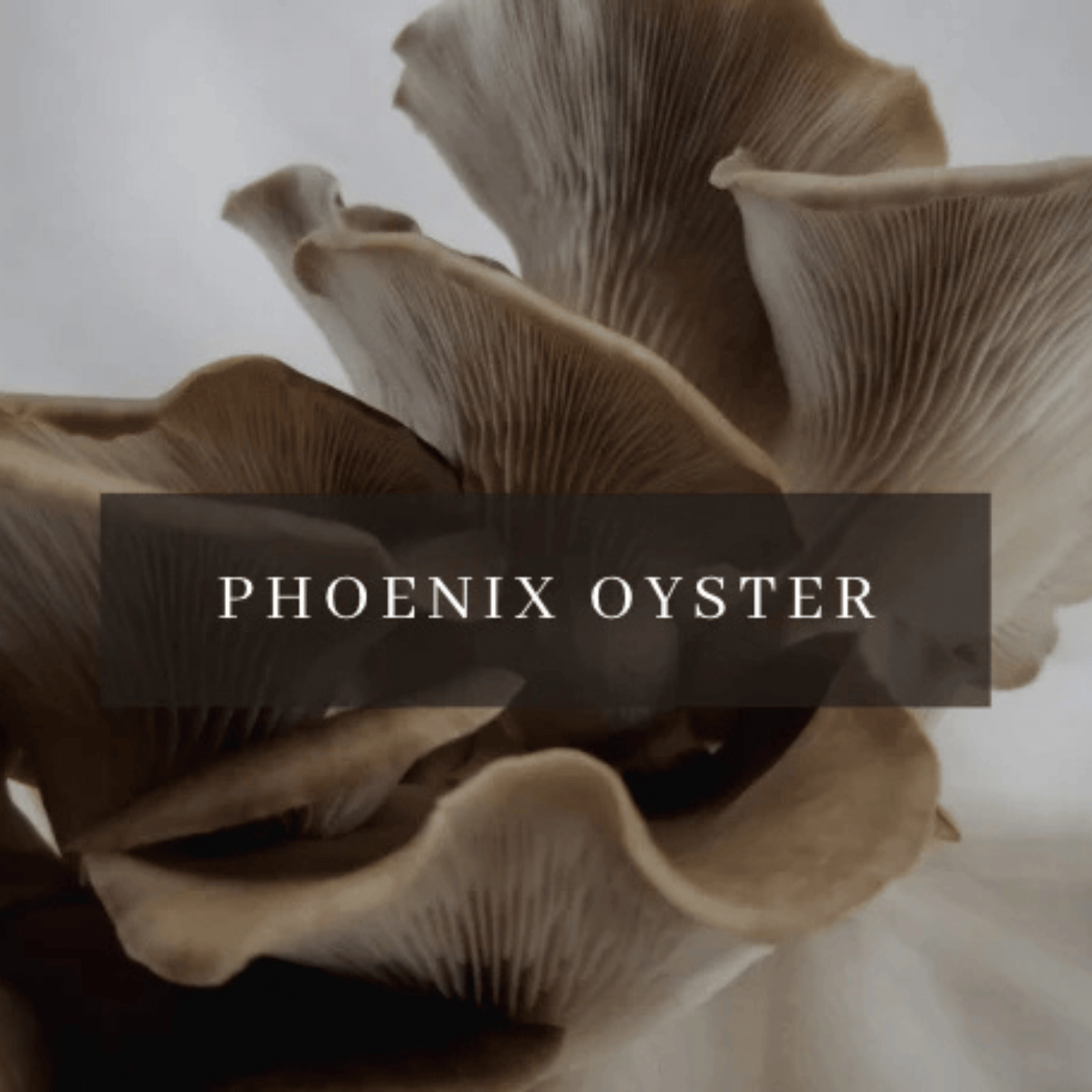 Phoenix Oyster Mushroom Grow Kit