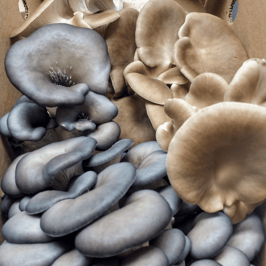 Fresh Oyster Mushrooms