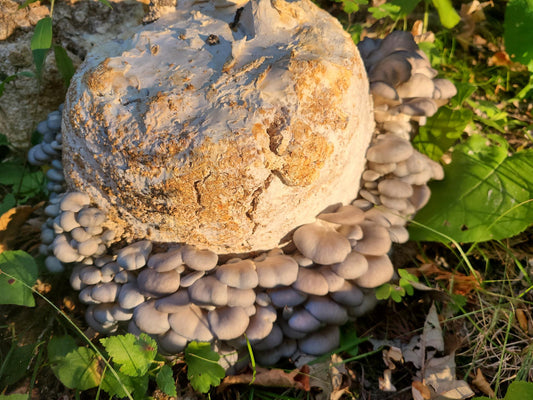 Mushroom Compost Blocks