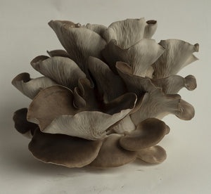 Mushroom Grow Kit - Phoenix Oyster