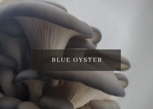 Mushroom Grow Kit - Blue Oyster