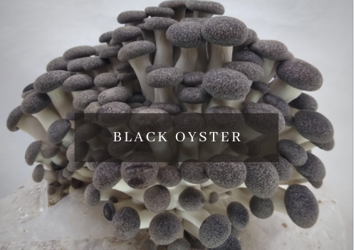 Mushroom Grow Kit - Black Pearl King Oyster