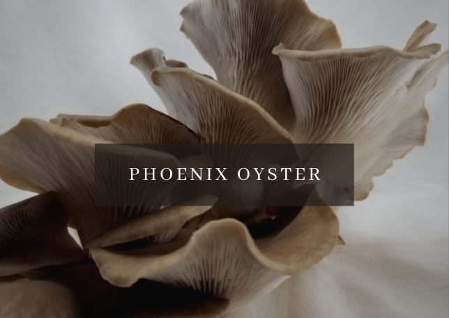 Mushroom Grow Kit - Phoenix Oyster