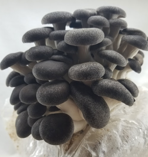 Mushroom Grow Kit - Black Pearl King Oyster